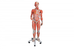 Model mięśni ludzkich z podwójną płcią na metalowym stojaku, 45 części - 3B Smart Anatomy kat. 1013881 B50